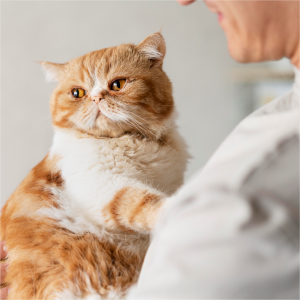 jasa perawatan kucing aneka tukang